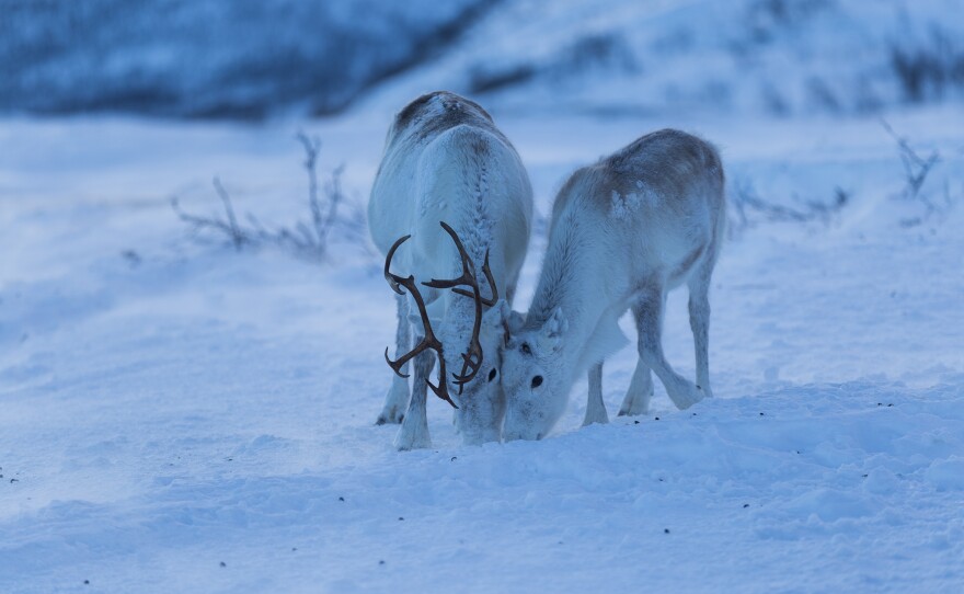 Reindeer have adapted to their unique habitat, which gets extremes of light and darkness.