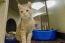 Five-month-old kitten Buttons in the Cattery Facility at Front Street Animal Shelter.