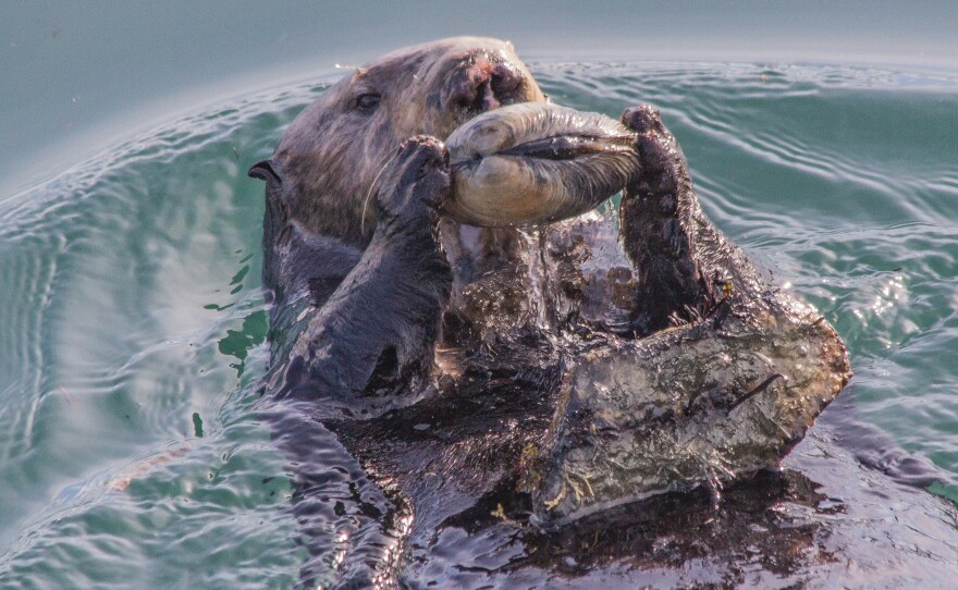 A female sea otter floats in Monterey Bay, off the coast of California, with an anvil-like rock on her belly that she will use to help open the clam that she holds in her forepaws.