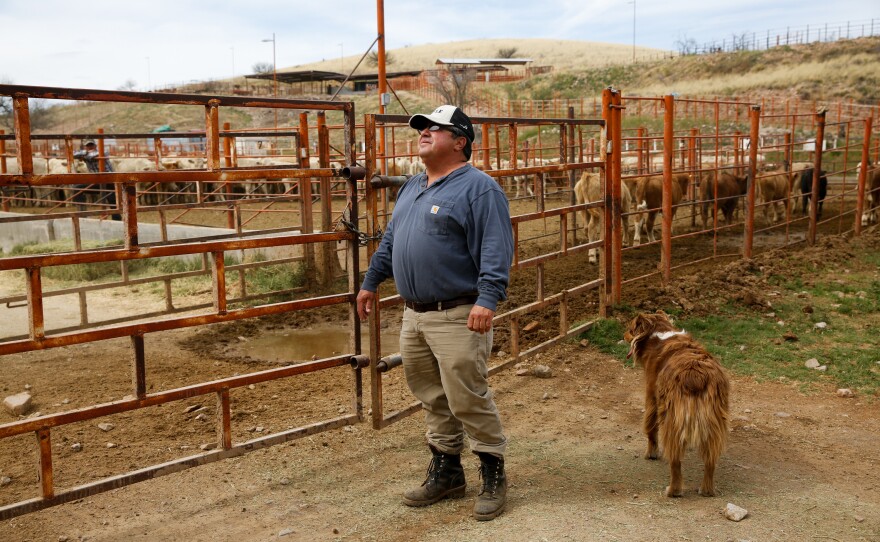 Juan Manuel Fleischer, a cattle broker based in Arizona, watches for the herd of cattle he bought in Mexico to cross into the U.S.