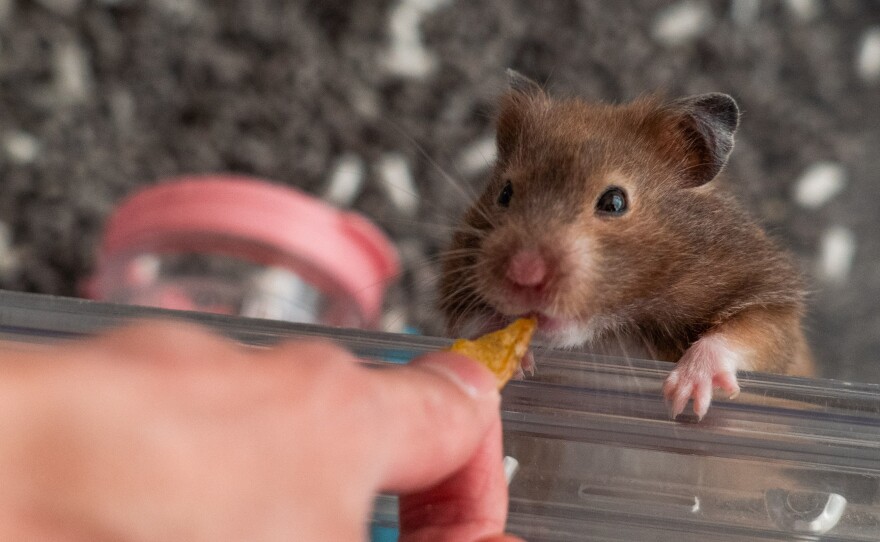 A Hong Kong hamster that evaded the cull.