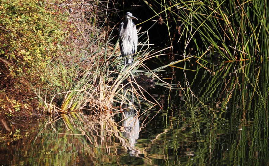 A Great Blue Heron stands on the bank of a pond in the Sepulveda Basin Wildlife Reserve in Los Angeles, Calif. Experts of the area say it was home to more than 200 species of birds.