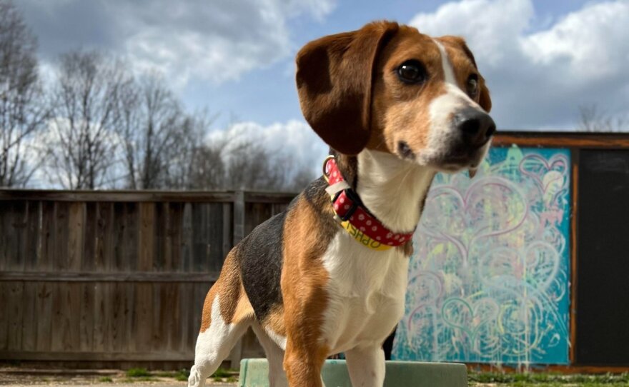 An Envigo beagle saved by Homeward Trails this year. The rescue group is working on saving hundreds more.