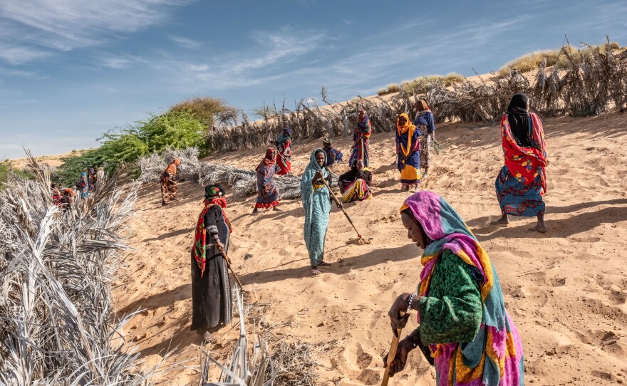 Women install barricades to halt the shifting dunes that threaten to swamp the oasis outside their village of Kaou, Chad. The oasis feeds their only source of farmland, but oases in the region have been shrinking steadily, elders say, in the face of hotter temperatures and stronger winds. The dune fixing is part of a broader intervention to support farming known as the Great Green Wall initiative.