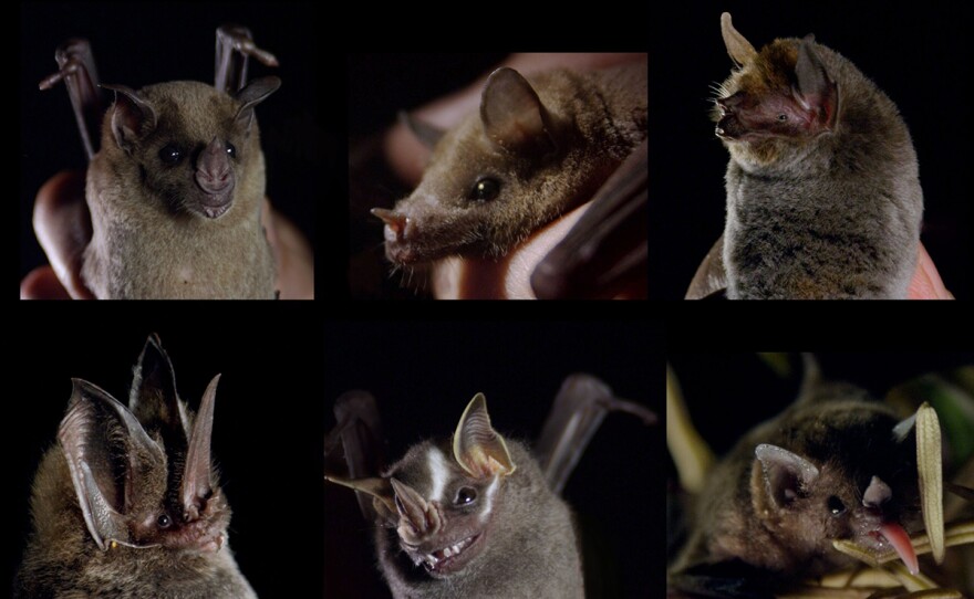 A selection of bats from across Mexico that ecologist Rodrigo Medellin encountered during the making of "The Bat Man of Mexico."