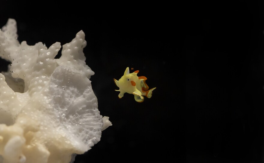 Domino was the sole survivor among tens of thousands of eggs laid by its mother.