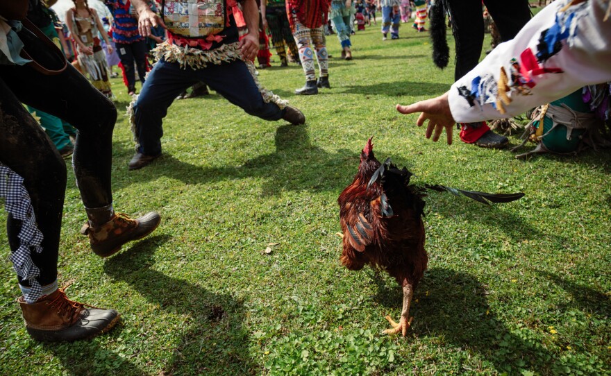 A Mardi Gras leaps for a chicken.