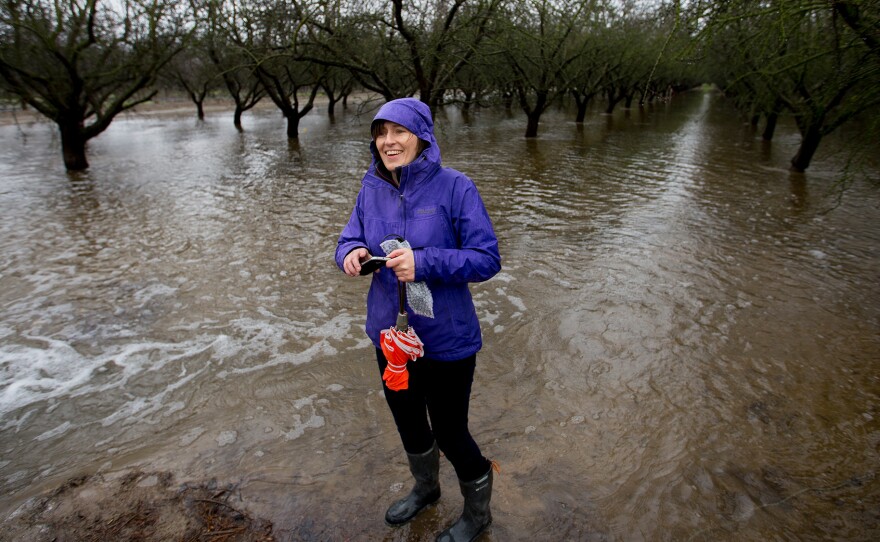 Helen Dahlke, a scientist from the University of California, Davis, stands in an almond orchard outside Modesto that's being deliberately flooded. This experiment is examining how flooding farmland in the winter can help replenish the state's depleted aquifers.