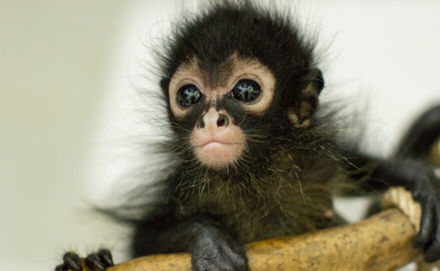 Baby spider monkey
