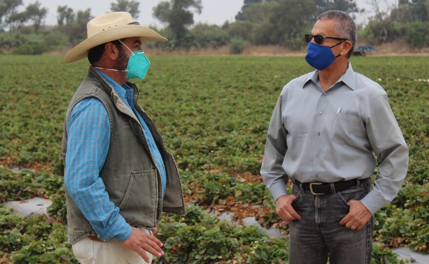 Jesús Ahumada (left) oversees farm workers picking strawberries. He talks with Henry Gonzales, the Monterey County agricultural commissioner who secured more than 330,000 masks for farm workers there.