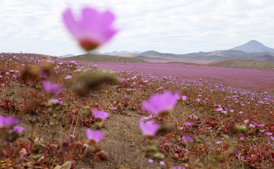 A view over a mallow field in the Atacama region in Chile on Oct. 21. This year's rainfall over the hostile land has led to the most spectacular blossoming of the past 18 years.