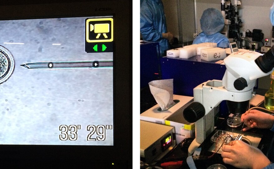 A Sooam Biotech technician prepares to zap an egg that's been re-injected with a skin cell from a donor dog. The tiny shock can be enough to prompt the egg to start dividing and developing into a viable dog embryo.