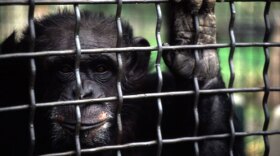 Jeannie lives at the Fauna Foundation in Carignan, Quebec.