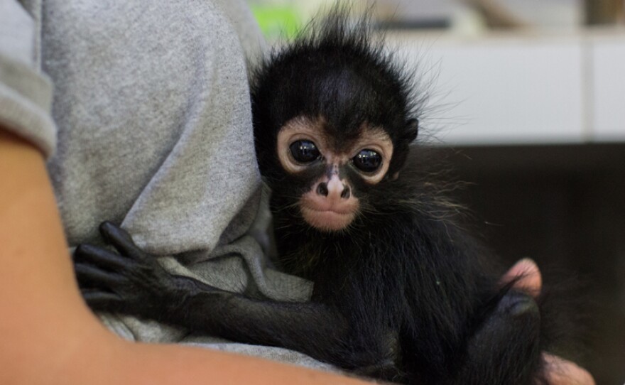 Baby spider monkey being held.