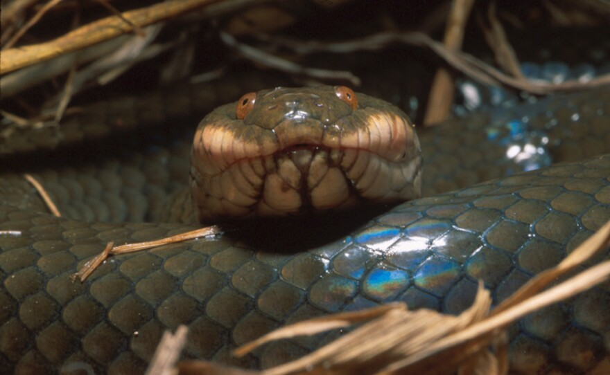 Plumbeous water snake, a rear-fanged venomous snake. In general, its bite is not considered dangerous to humans, and its venom is less studied.