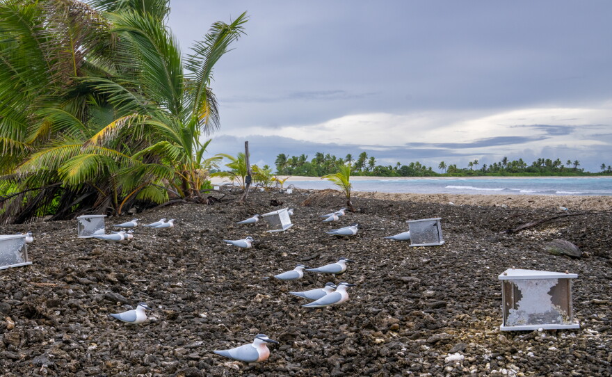 Fake decoy birds on Palmyra Atoll are used to attract seabirds that were once thought to nest there but are no longer found. The hope is to reestablish the populations. One species, the gray-backed tern, recently reappeared and has nested there for four years in a row.