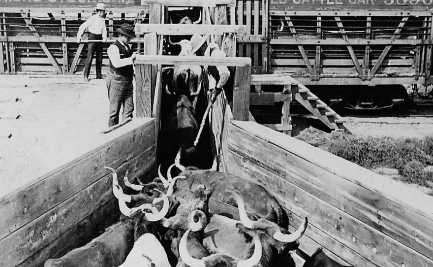 Men load cattle onto a car for shipment to Chicago, circa 1890.