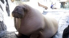 Dozer, the 3,500-pound adult male Pacific walrus, at SeaWorld San Diego.