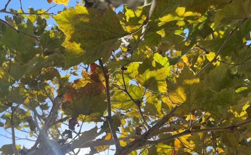 Trees and a health urban forest may be the best solution to urban heat islands. Aug 6, 2024