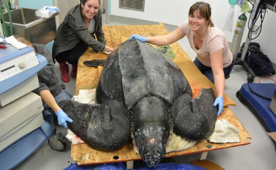 The leatherback's large front flippers make it a strong swimmer. The turtles migrate for long distances in the Atlantic Ocean and other waters.