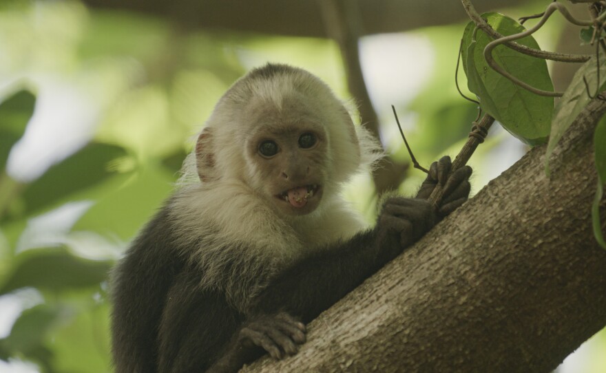 Capuchin eating a stick in Santa Rosa National Park, Guanacaste, Costa Rica.