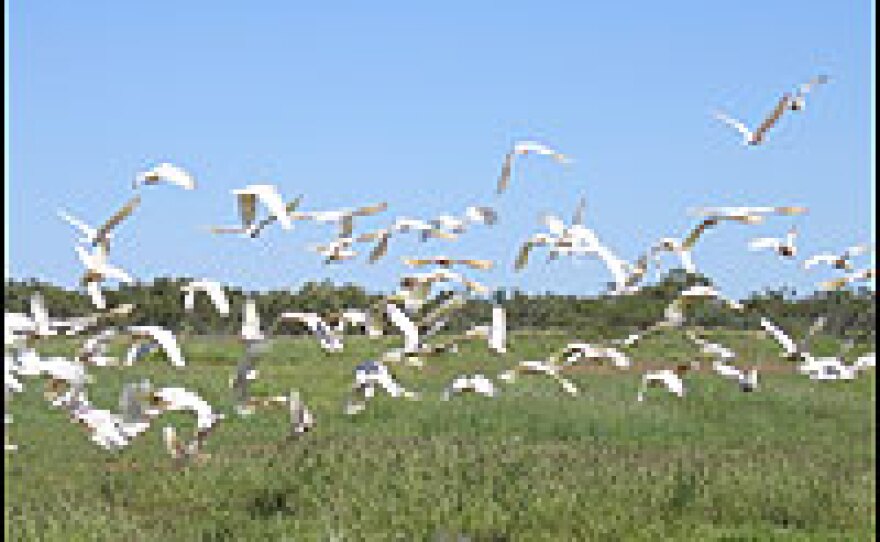 Cockatoos aren't the only type of wildlife roaming the station; dingoes, wild turkeys and camels are also common sights at Warrawagine.
