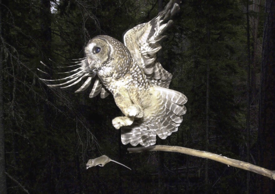 A Northern Spotted Owl flies after an elusive mouse jumping off the end of a stick in the Deschutes National Forest near Camp Sherman, Ore. May 8, 2003.