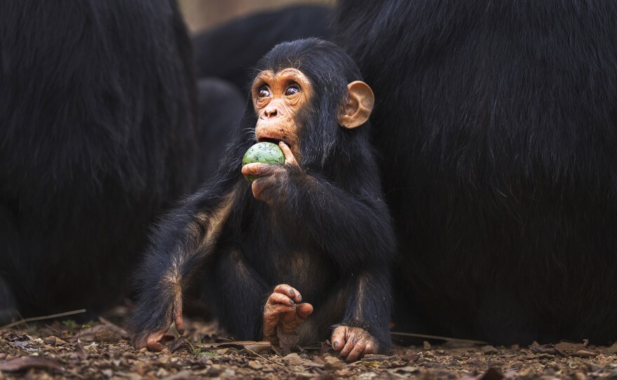 Compared to leaf-eaters, primates who ate fruit had around 25 percent more brain tissue.