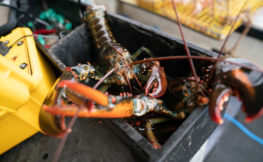Lobsters collected from ropeless fishing gear are seen on Chris Welch's lobster boat off the coast of Kennebunkport, Maine, in July. The ropeless equipment is meant to protect North Atlantic right whales from being caught in fishing gear.