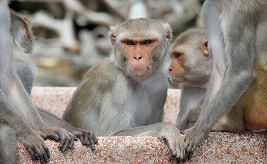 Rhesus macaques are notorious for calculated robberies. From episode one “Hunger Wars.”