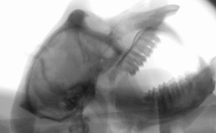 The researchers used X-ray videos to capture and trace the movements of the different parts of a macaque's vocal anatomy — such as the tongue, lips and larynx — during a number of typical macaque behaviors, including lip-smacking, yawning, grunting and cooing.