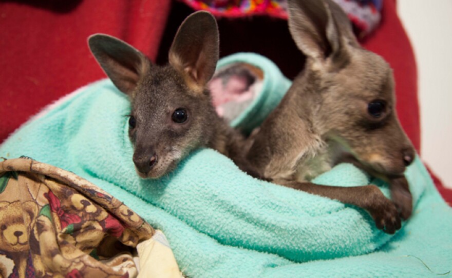 Two orphans share a pouch (“Jasper,” the black swamp wallaby and “Pinot,” the eastern grey kangaroo).