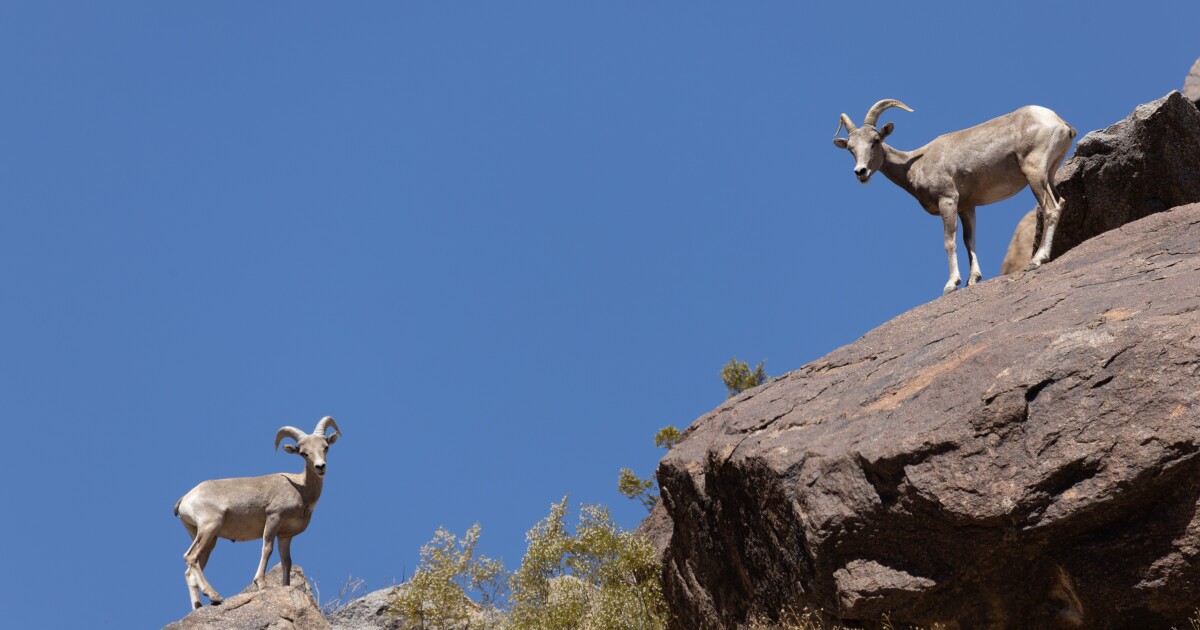 California native species are struggling to migrate. A new report shows what’s needed to help them