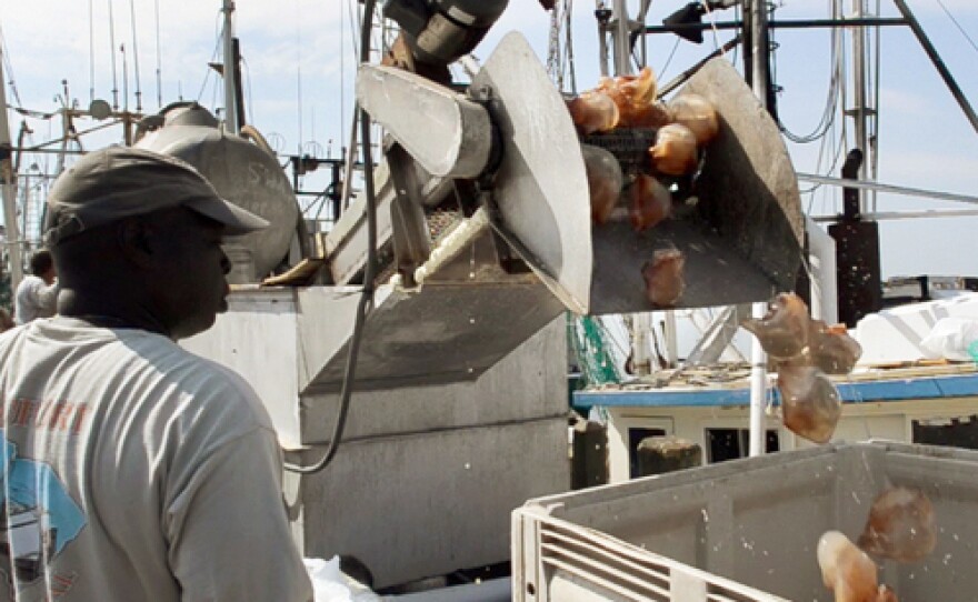 A fishermen unloads cannonball jellyfish to take to market in Port Royal, S.C.