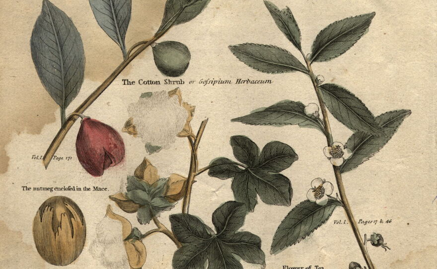 Circa 1790: plants used in commerce, including nutmeg, tea and cotton plants.