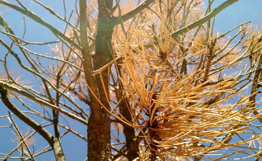 Dead conifer on Mount Laguna in San Diego County, Sept. 9, 2016.