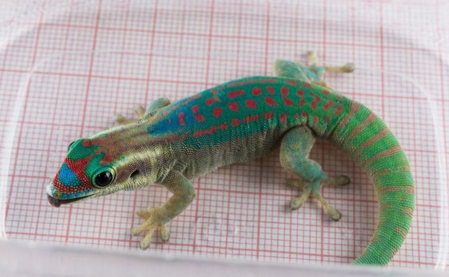 A brave geckonaut from Russia's Institute Biomedical Problems.