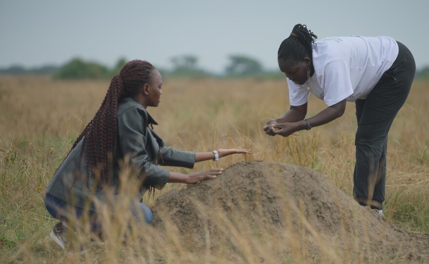 THE FUTURE OF NATURE "Grasslands"