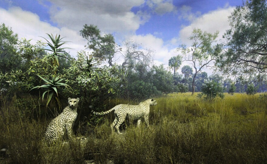Cheetahs, a collaborative painting by Fred F. Scherer and James Perry Wilson, housed at the American Museum of Natural History.