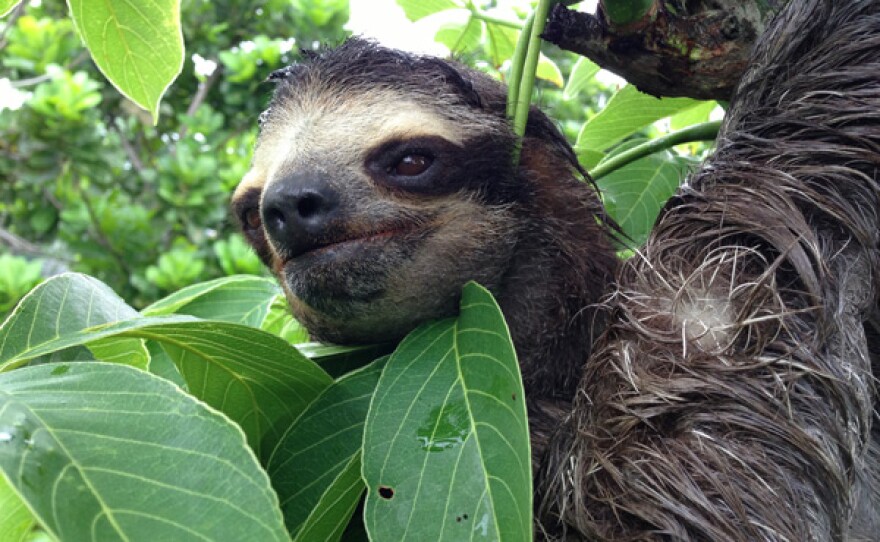 An adult sloth high in the canopy, Panama.