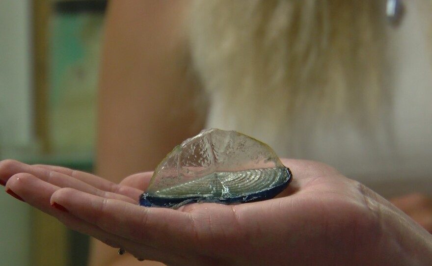 KPBS reporter Katie Anastas holds a velella velella at Scripps Institution of Oceanography on Monday, May 13, 2024.