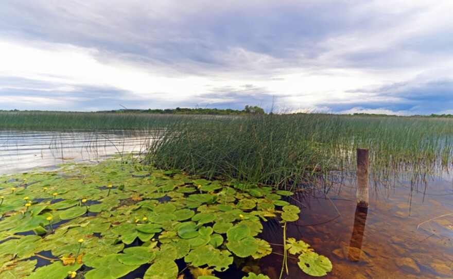Water lilies on the River Shannon.