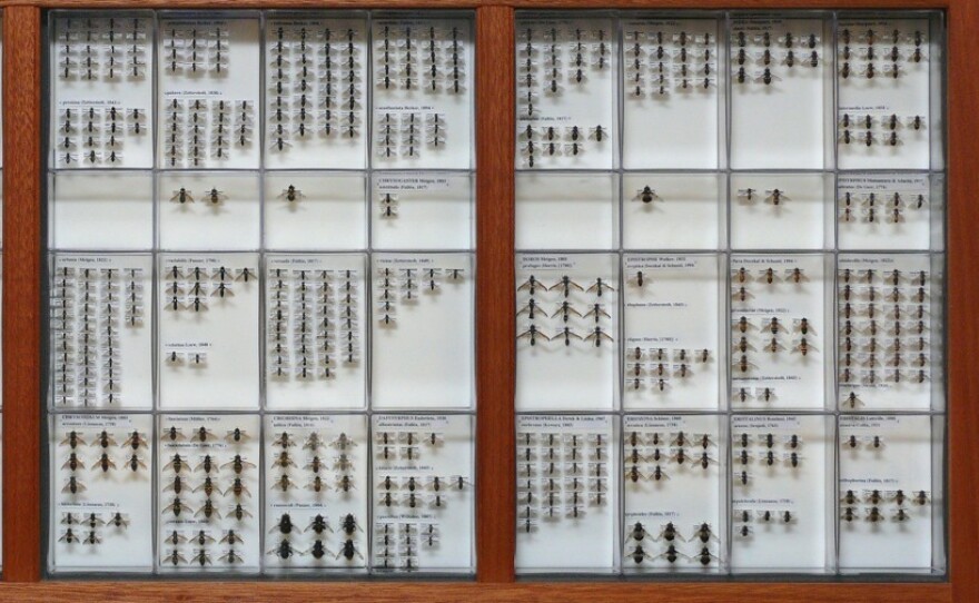 A tray displaying part of Fredrik Sjöberg's extensive hoverfly collection.