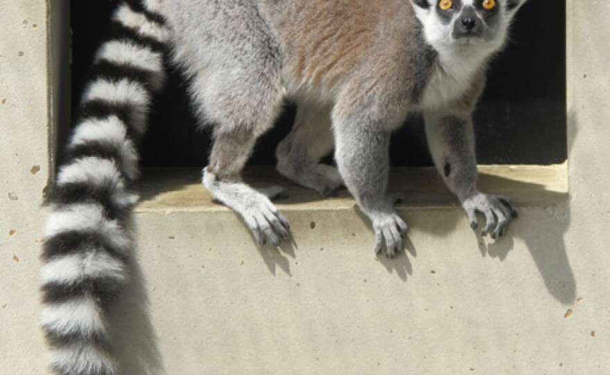 A lemur at the Duke Lemur Center at Duke University.