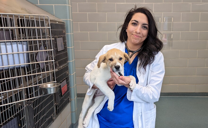 The Veterinary Mental Health Initiative, which offers free support groups and one-on-one help to vets across the country, has helped Razyeeh Mazaheri work through the anxiety she was feeling.