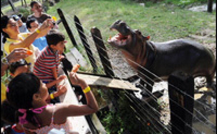 Visitors feed Vanessa, a baby hippopotamus, at Hacienda Napoles, a theme park near Puerto Triunfo municipality in northwest Colombia on June 21. The park, which opened last year, is housed on the grounds of a ranch built by notorious drug cartel boss Pablo Escobar, who was shot and killed in 1993.