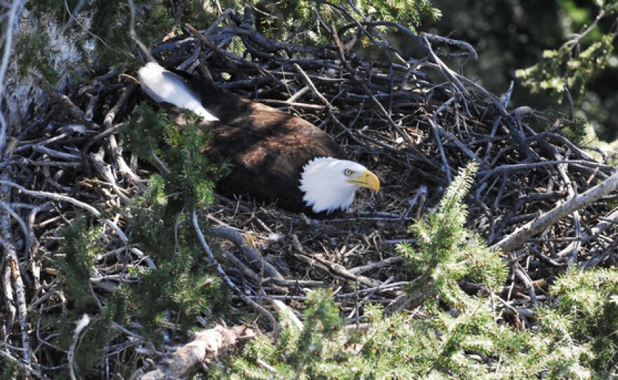 A bald eagle in its nest.