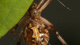 Brown widow spider