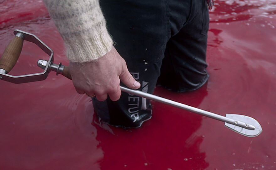 The Faroese developed a customized spear to sever the spinal cord of a pilot whale and kill the animal as quickly as possible. The weapons were a result of pressure in the 1980s to update some of the older and criticized killing techniques.