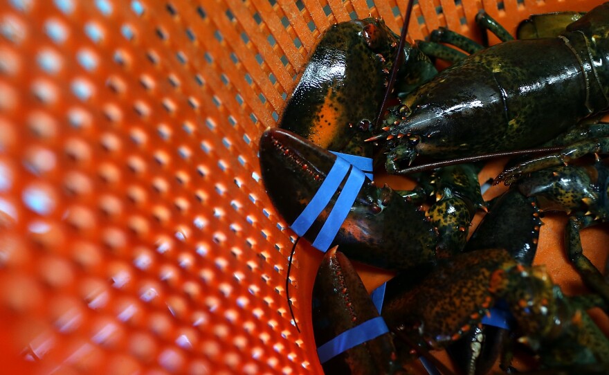 Charlotte Gill, owner of Charlotte's Legendary Lobster Pound in Maine, says she believes that cannabis can calm crustaceans before they are tossed into boiling water.